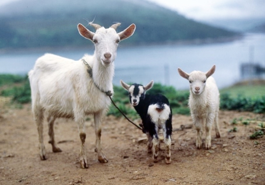 서양에서 염소가 악마의 상징인 이유 | 인스티즈