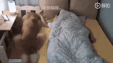 대형 댕댕이와 자면.gif | 인스티즈