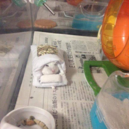 이불 받아서 신난 햄스터..JPG | 인스티즈