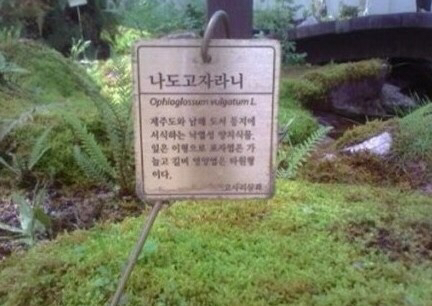 특이한 식물 이름 | 인스티즈