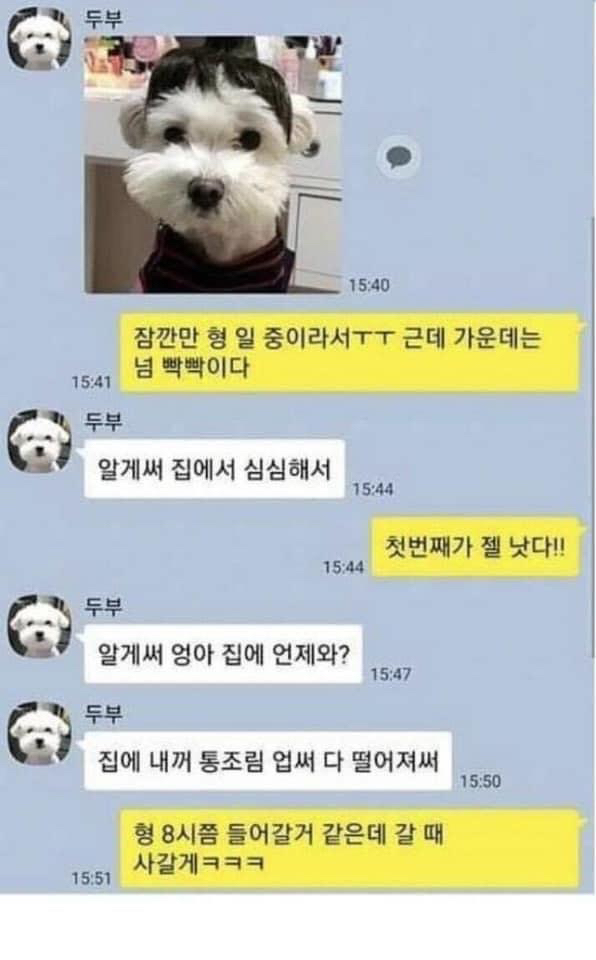 반려동물과 카톡을 한다면.. jpg | 인스티즈