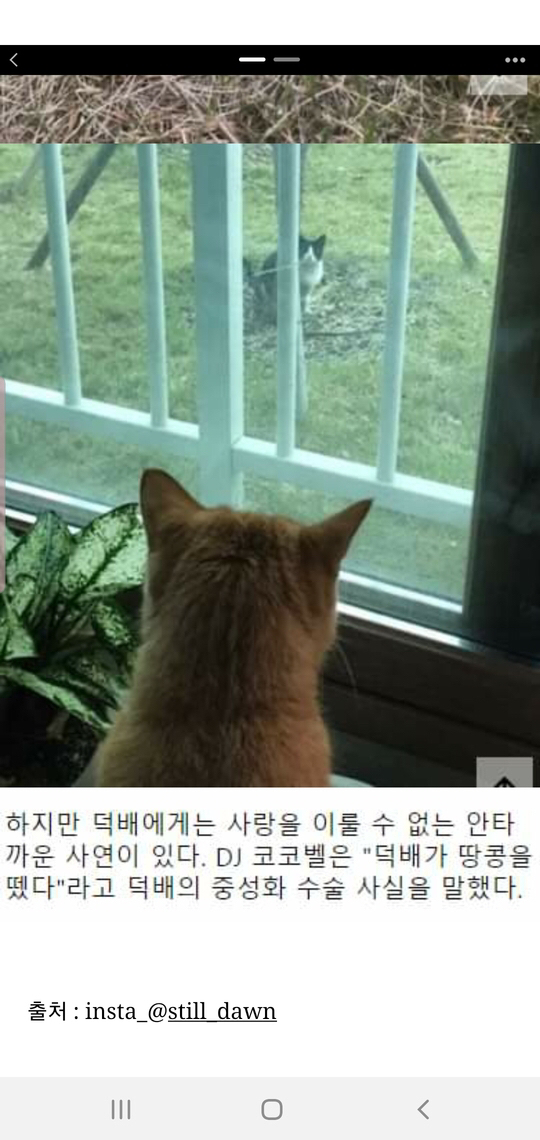 수족관 구경하느라 밤샌 고양이 덕배 근황.jpg | 인스티즈