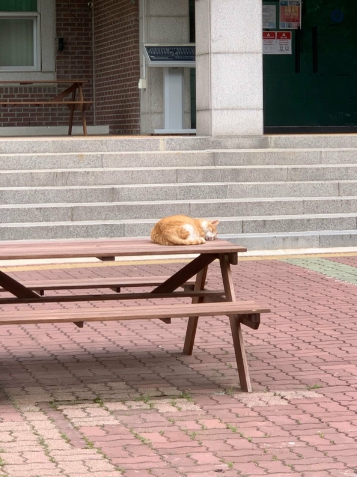 고양이 출입 금지시킨 대학교 .JPG | 인스티즈
