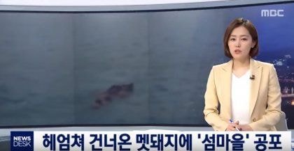 멧돼지 수영실력 ㄷㄷㄷ.JPG | 인스티즈