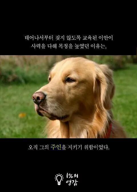 안내견이 짖은이유 | 인스티즈