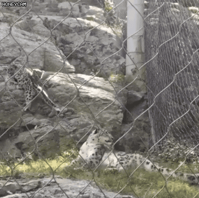 아기 설표 보고 놀란 엄마 설표 보고 놀란 아기 설표.gif | 인스티즈