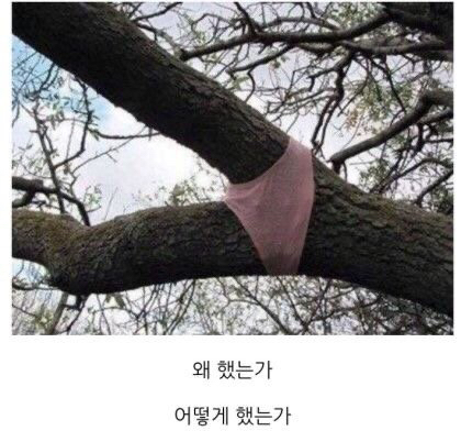 인간의 광기를 보여주는 나무 | 인스티즈