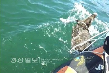 멧돼지 수영실력 ㄷㄷㄷ.JPG | 인스티즈