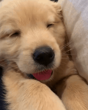 하품하는 인절미 | 인스티즈