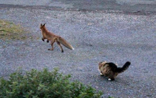 고양이 사냥에 나선 여우 | 인스티즈