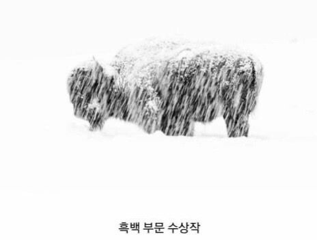 2019 야생 동물 사진 최우수상 모음 | 인스티즈