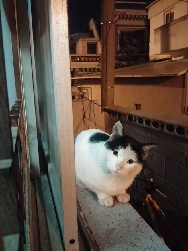 고양이들에게 소문난 집 | 인스티즈