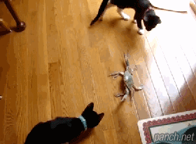 집에서 고양이 키우는게 정말 별로인게 | 인스티즈