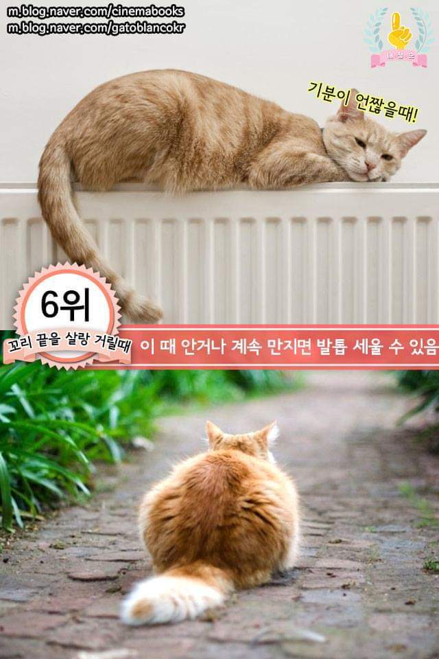 고양이의 행동으로 알수있는 고양이 언어 | 인스티즈