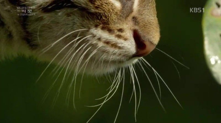 세상에서 작은고양이 | 인스티즈