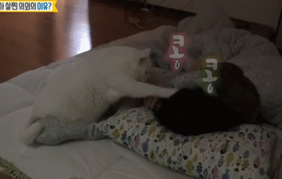 새벽에 밥달라고 집사 깨우는 뚱냥이.gif | 인스티즈