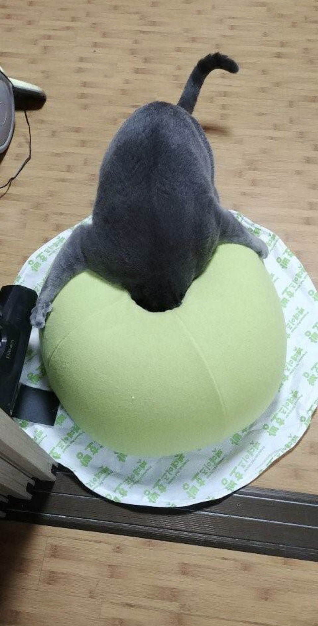 고양이 쿠션 사줬는데 안 써요 ㅠㅠ | 인스티즈