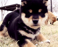 심장을 폭행하는 아기 댕댕이 | 인스티즈