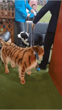 애견카페 난입한 호랑이 | 인스티즈