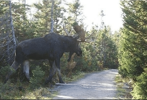 세상에서 가장 큰 사슴.JPG | 인스티즈