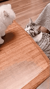 새끼 고양이 도와주는 어른 고양이.gif | 인스티즈
