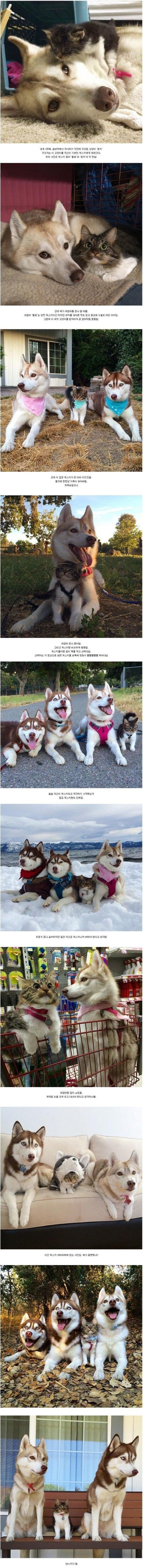 허스키 키우는 집에 입양된 고양이 | 인스티즈