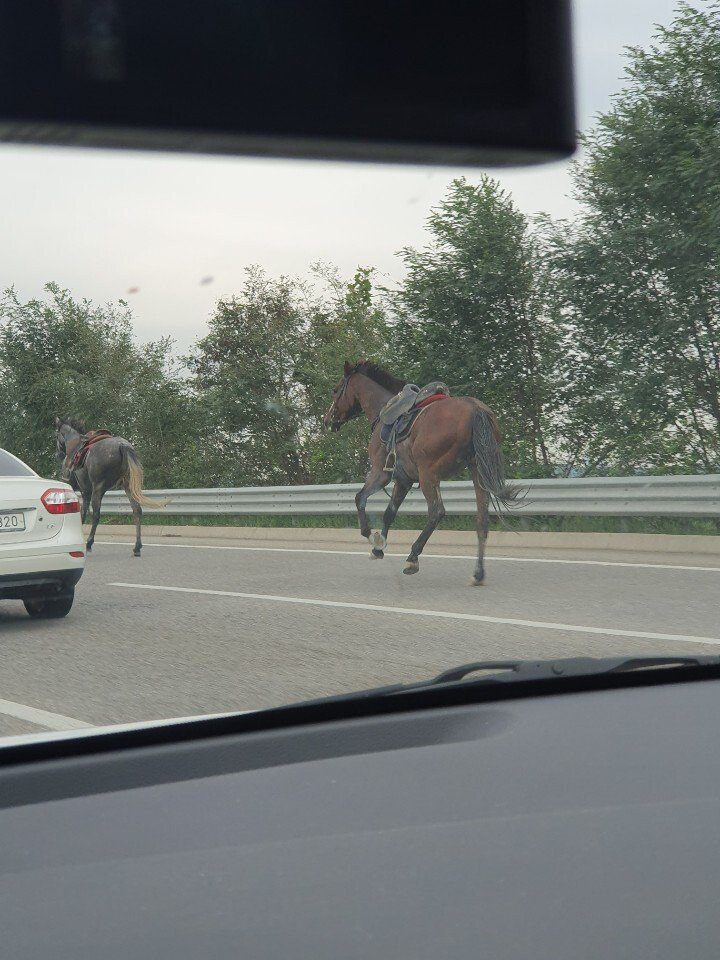 고속도로에서 멋대로 갓길주행하는 머스탱 | 인스티즈