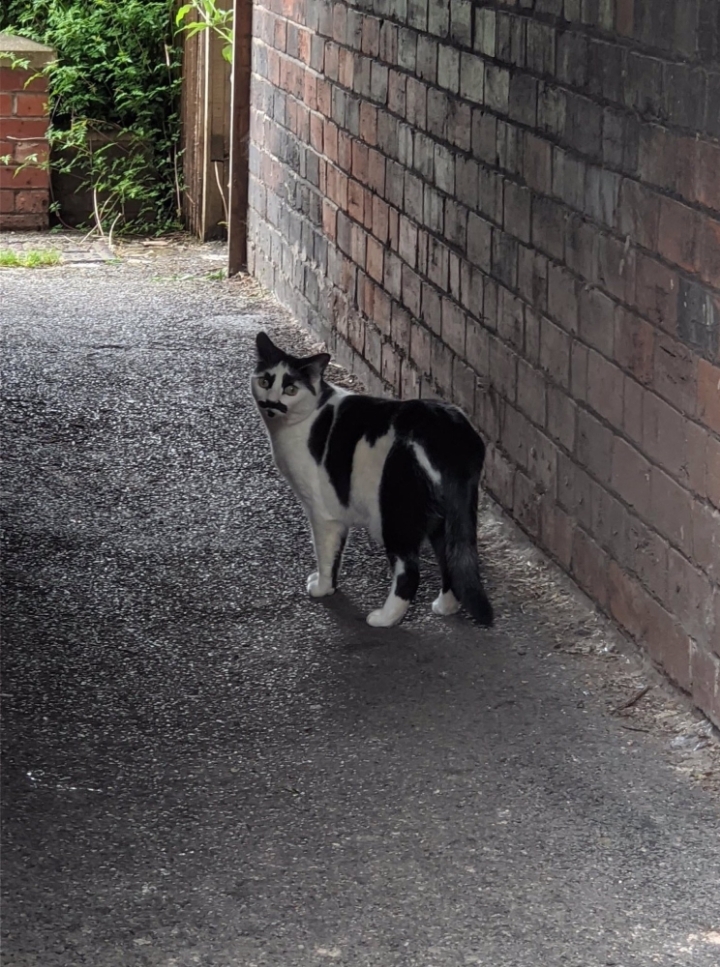 사상이 의심되는 고양이 | 인스티즈