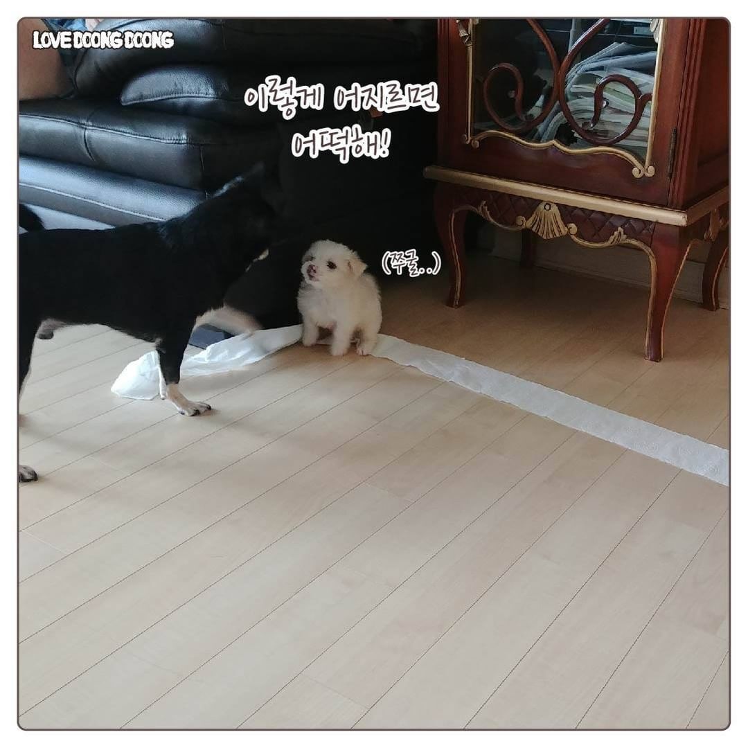 태어나서 처음 잔소리를 들은 댕댕이.jpg | 인스티즈
