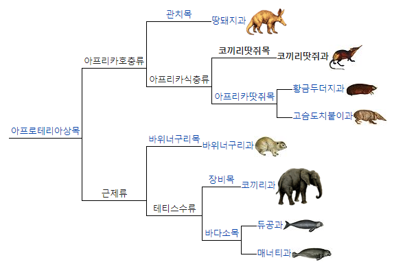 코끼리와 먼 친척이지만 사이즈가 많이 다른 아이.gif | 인스티즈