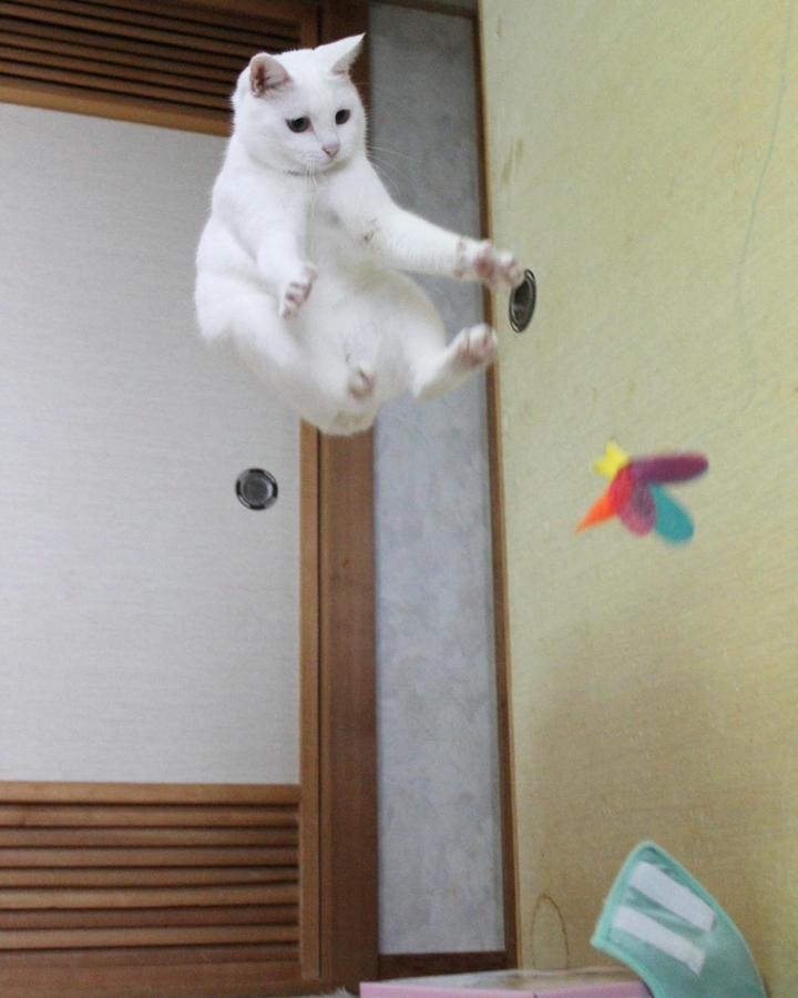 장난감만보면 고장나는 고양이 | 인스티즈