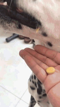 댕댕이 약먹이기 실패 | 인스티즈