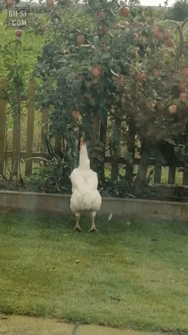 사과가 먹고 싶닭.gif | 인스티즈