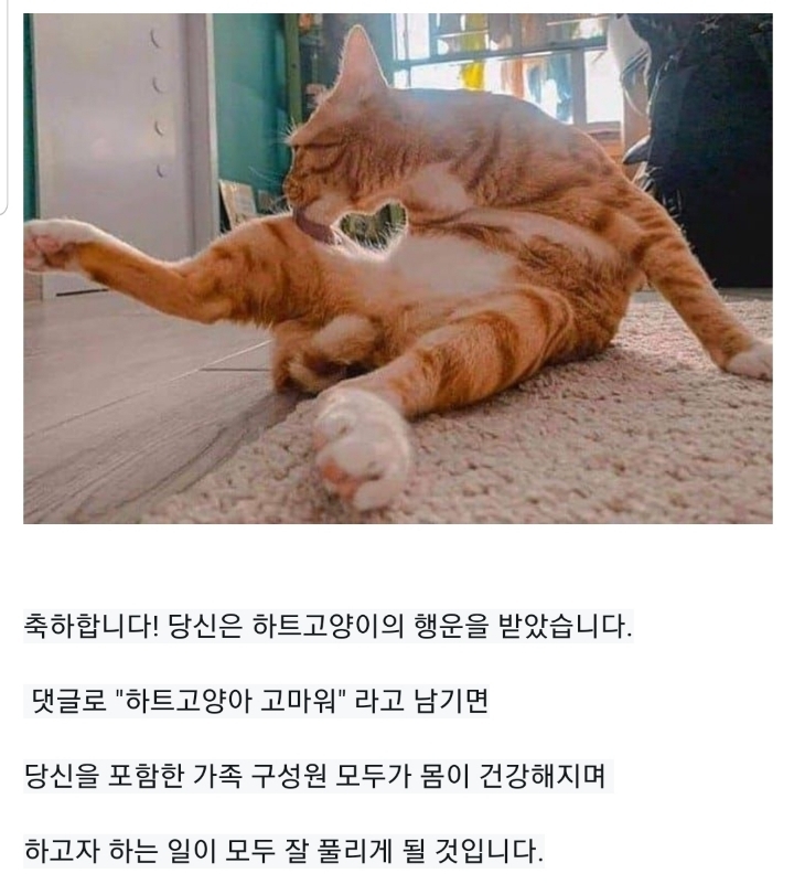 따봉도치에 이은 하트고양이 | 인스티즈