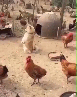 닭장에서 자란 댕댕이 | 인스티즈