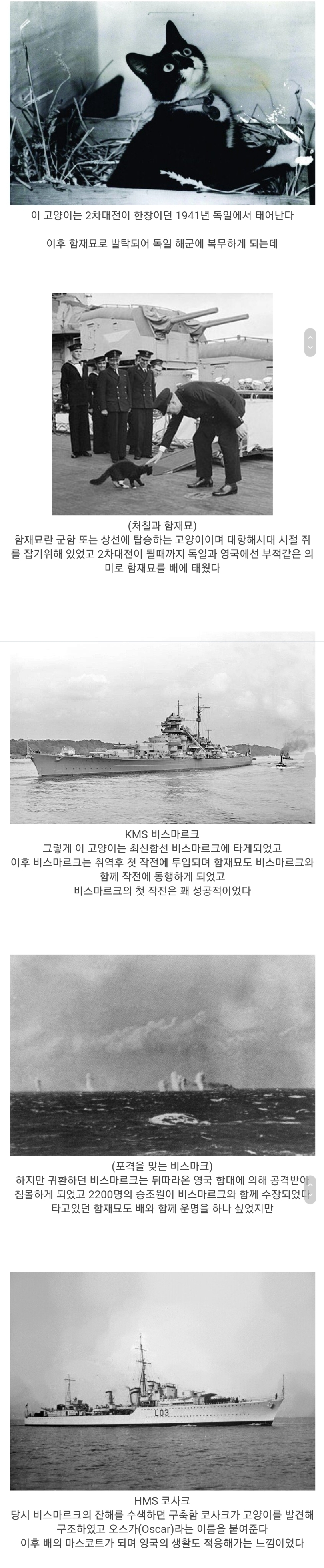 역사상 가장 스팩타클한 냥생을 살았던 고양이 | 인스티즈