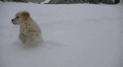 눈에서 뛰어노는 리트리버들 | 인스티즈