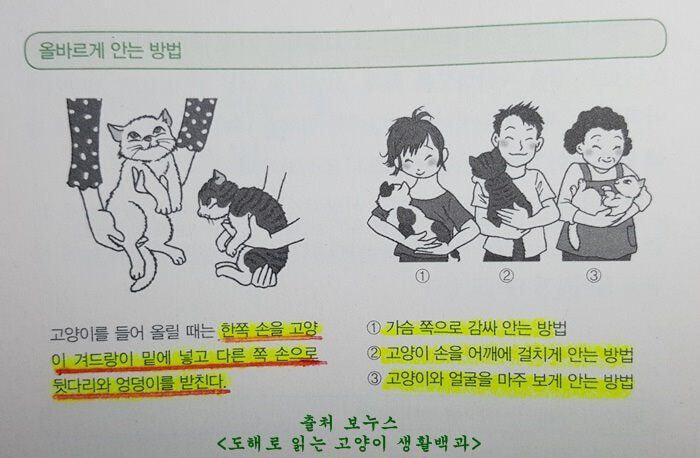 고양이 올바르게 안는 방법.jpg | 인스티즈