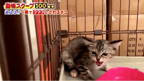 츄르맛 처음보는 고양이.gif | 인스티즈