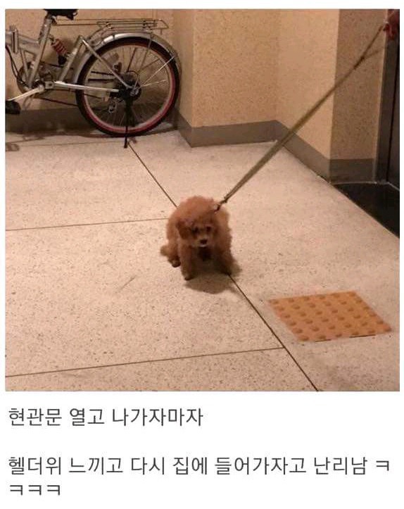 폭염에 산책나가자고 조른 댕댕이 최후 | 인스티즈