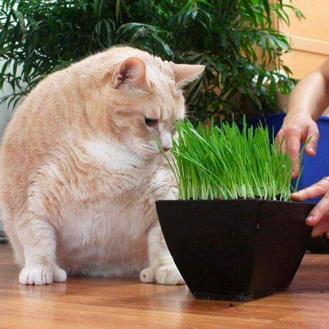 돼냥이 | 인스티즈