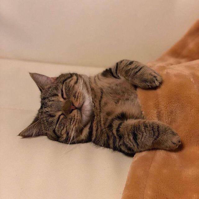 고양이에게 극세사 이불을 덮어줬더니.jpg | 인스티즈