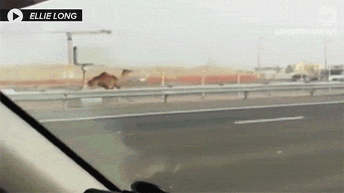 평화로운 아부다비.gif | 인스티즈