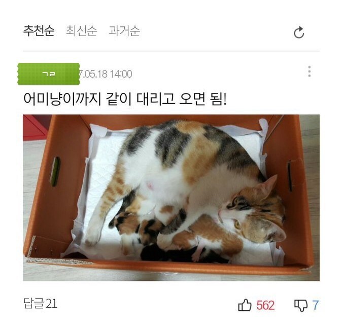 아기고양이 함부로 냥줍하면 안되는이유 | 인스티즈