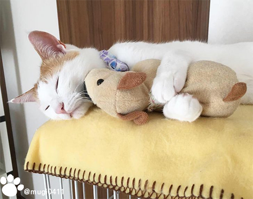 인형 안고자는 고양이 | 인스티즈