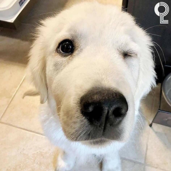 댕댕이들의 윙크 | 인스티즈