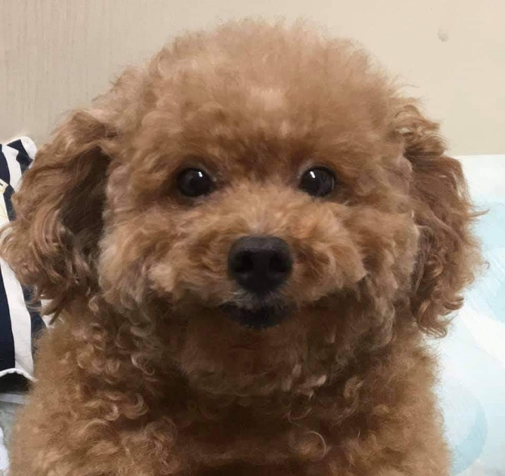 증명사진 찍는 강아지 | 인스티즈