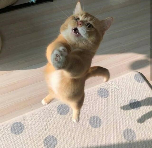 그묘일엔 고양이 | 인스티즈