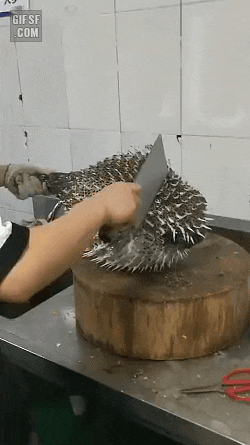 부푼 복어를 칼로 내리치면gif (혐오주의) | 인스티즈