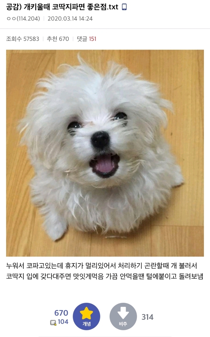 개 키울때 코딱지 파면 좋은점 .......jpg | 인스티즈